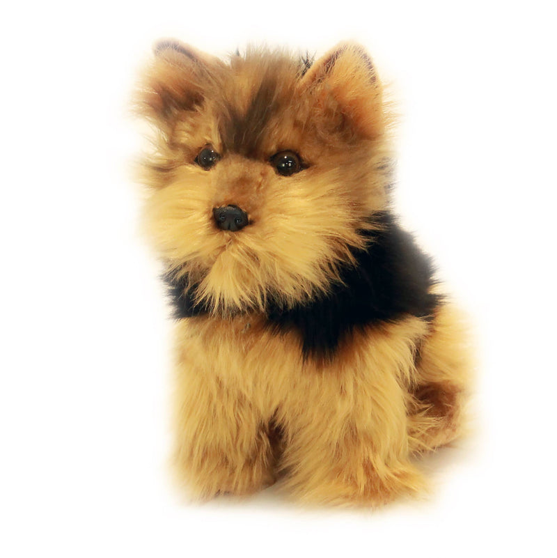 Archie - Australian Yorkshire Terrier Size 21cm/8.3" - ON SALE